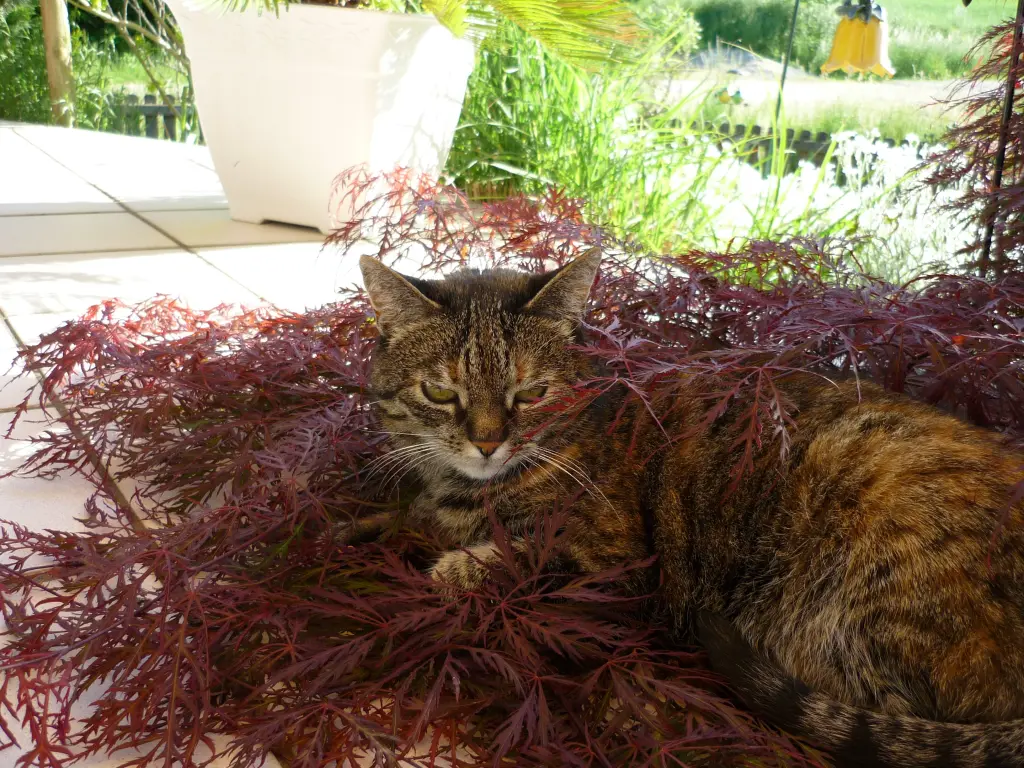 Andachtsbild von Ingrid mit Tammy