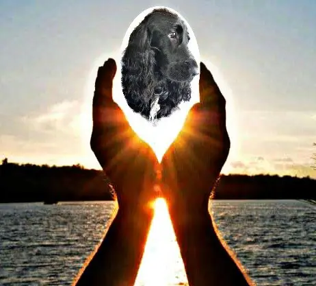 Andachtsbild von dein Frauchen