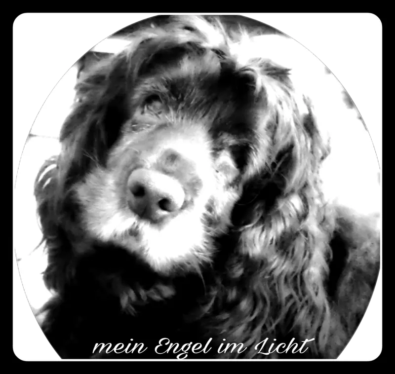 Andachtsbild von Frauchen - Montag "Montag❤Gedanken" an dich