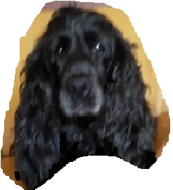 Andachtsbild von Frauchen an Bönie