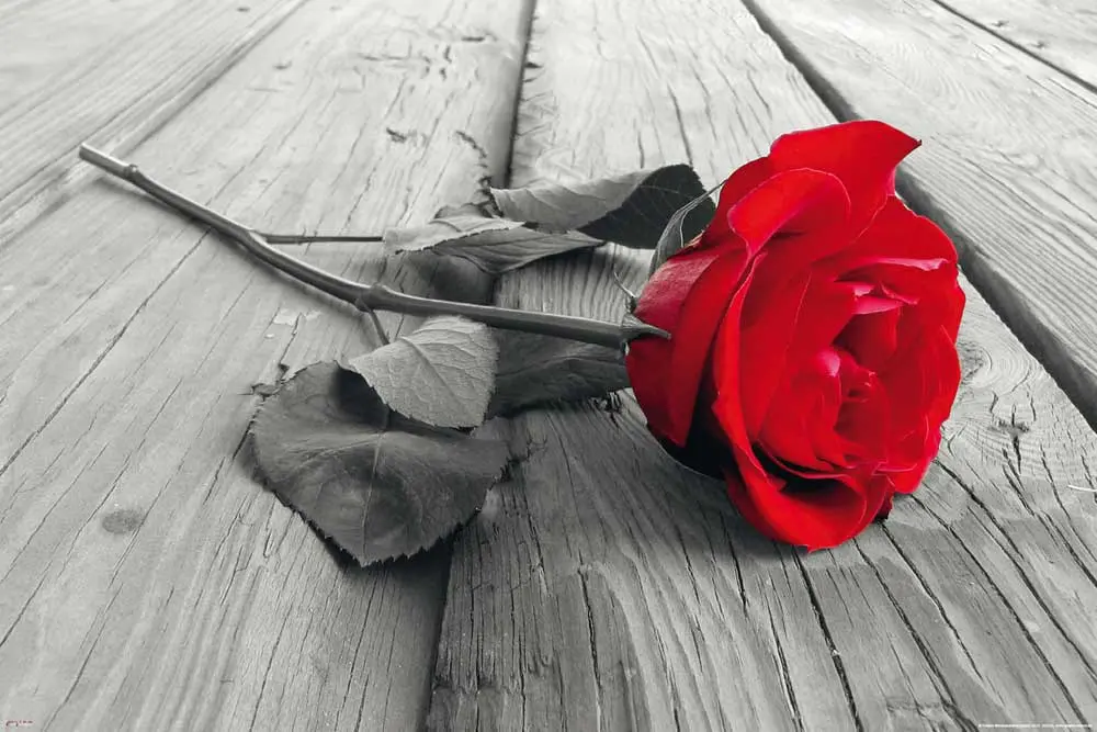 Andachtsbild von Ingrid mit Tammy