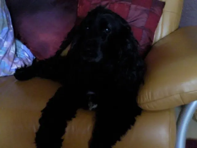 Andachtsbild von Frauchen an Bonnie