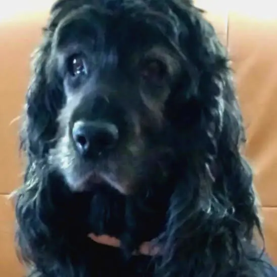 Andachtsbild von Frauchen an Bonnie 