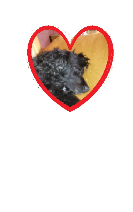 Andachtsbild von Frauchen an Bonnie