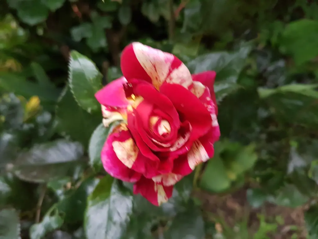 Andachtsbild von Daniela mit Lucy und Paulchen 