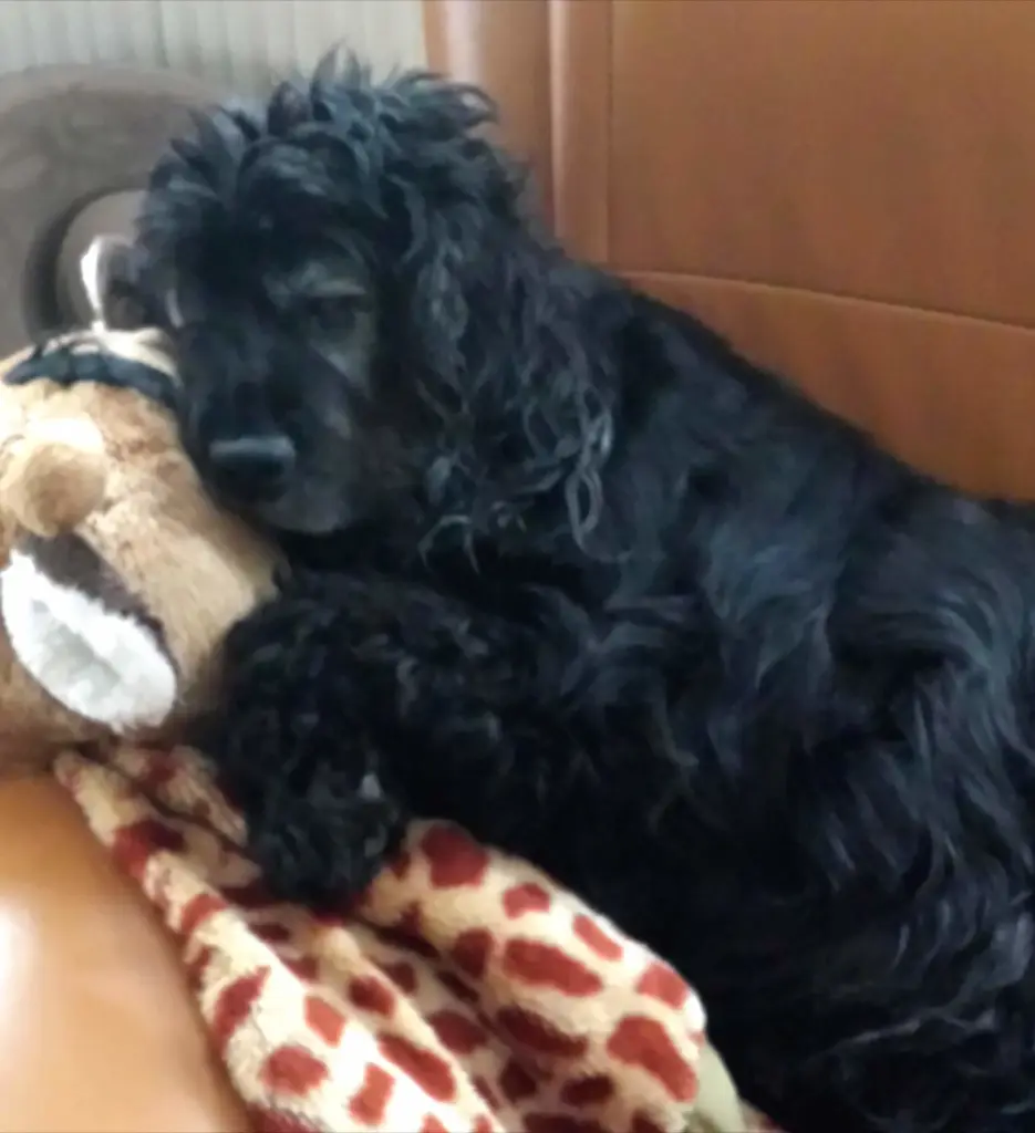 Andachtsbild von Unbekannt