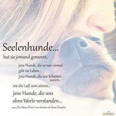 Andachtsbild von an meinen ❤ Seelenhund Bonnie ❤ 