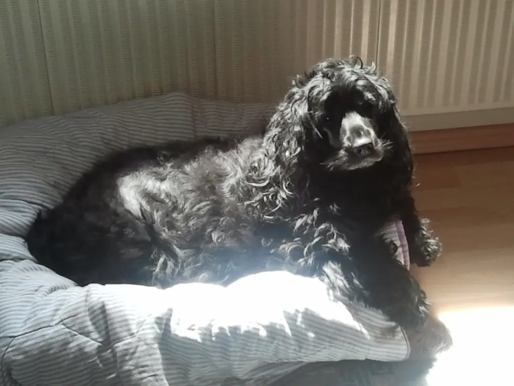 Andachtsbild von Frauchen an Bonnie 