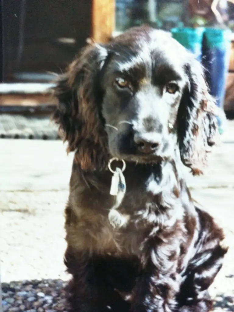 Andachtsbild von Frauchen an -`ღ´-Bonnie -`ღ´-