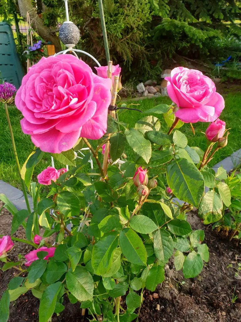 Andachtsbild von Jessica & Amigo❤️ In liebevollem Gedenken an Bonnie❤️