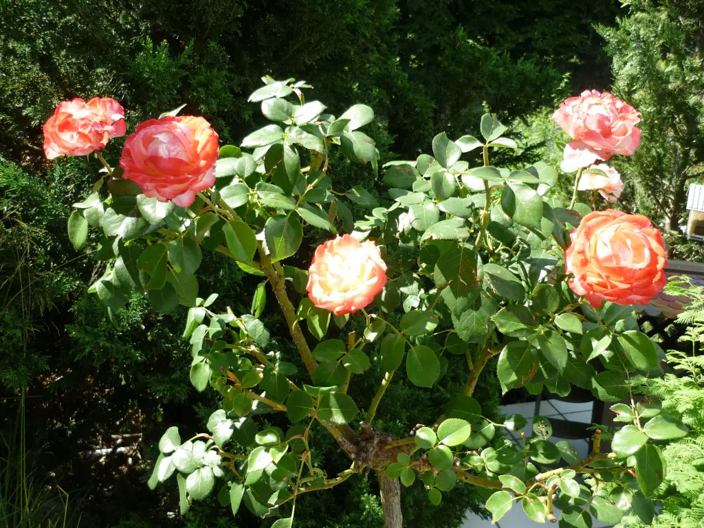 Andachtsbild von Ingrid und Tammy