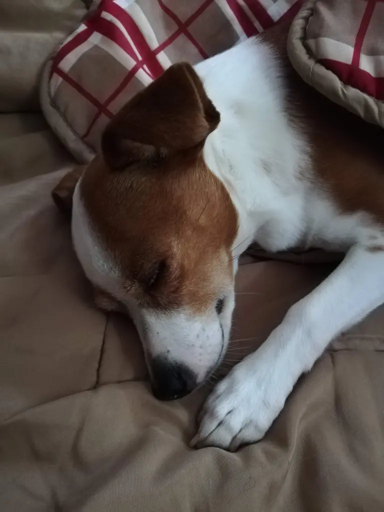 Andachtsbild von Frauchen an Bonnie 