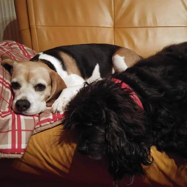 Andachtsbild von Frauchen an meine Bonnie