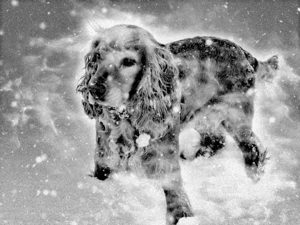 Andachtsbild von Frauchen an  -`ღ´-Bonnie -`ღ´-