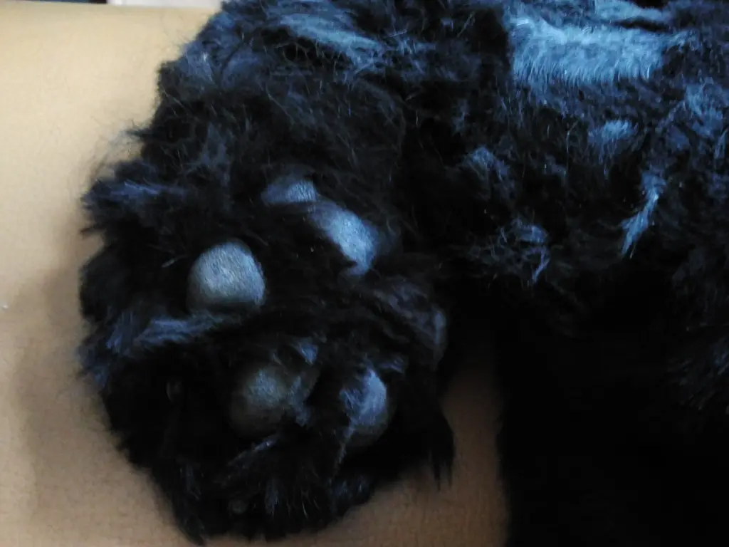 Andachtsbild von dein Frauchen