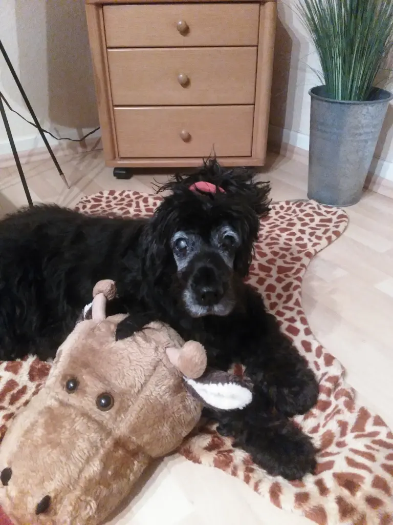 Andachtsbild von Susanne mit Bonnie überall