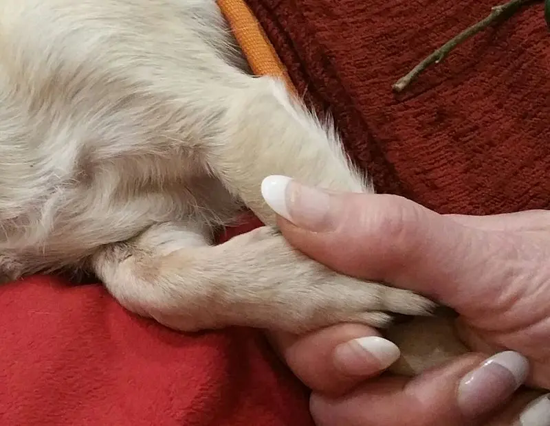 Andachtsbild von Evelyn Jeffries