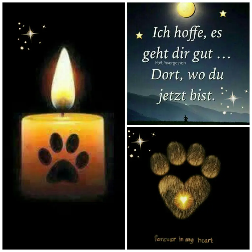 Condolence image of Paul mit Seelenhund " Spiky "