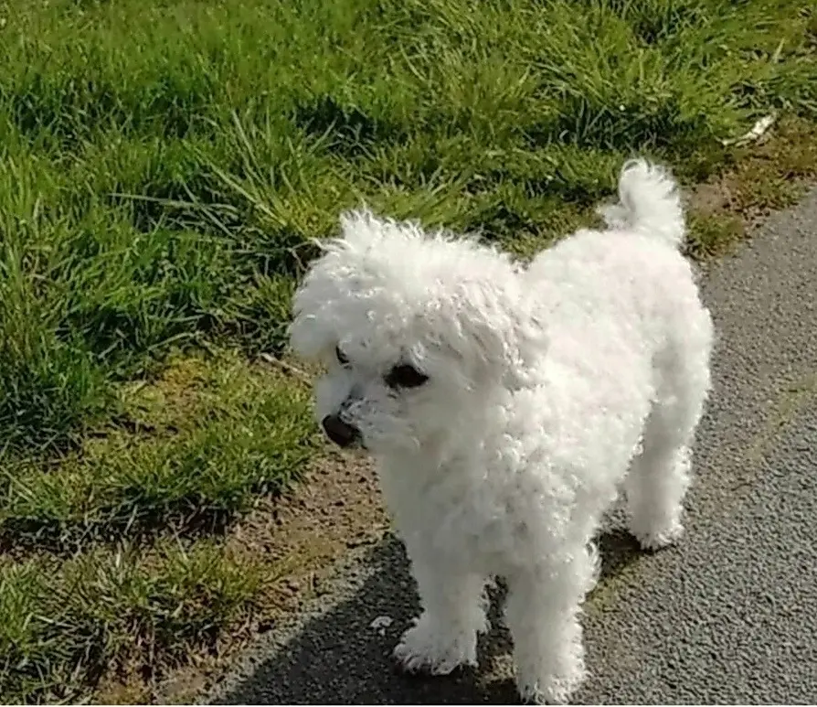 Condolence image of Gaby mit Snowy* im Herzen 