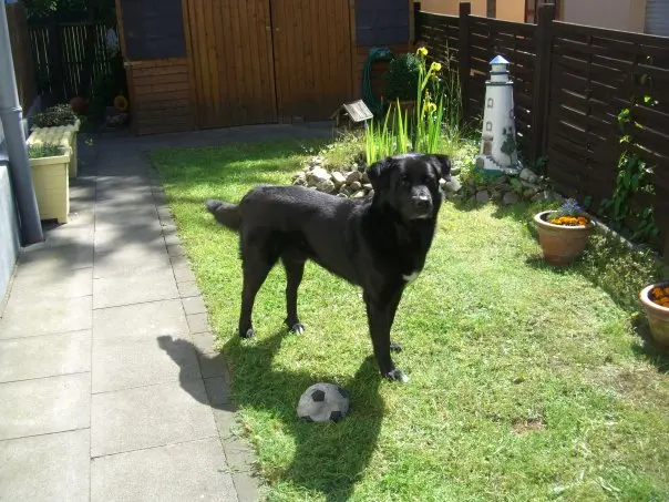 Andachtsbild von Andrea mit Apollo im Herzen