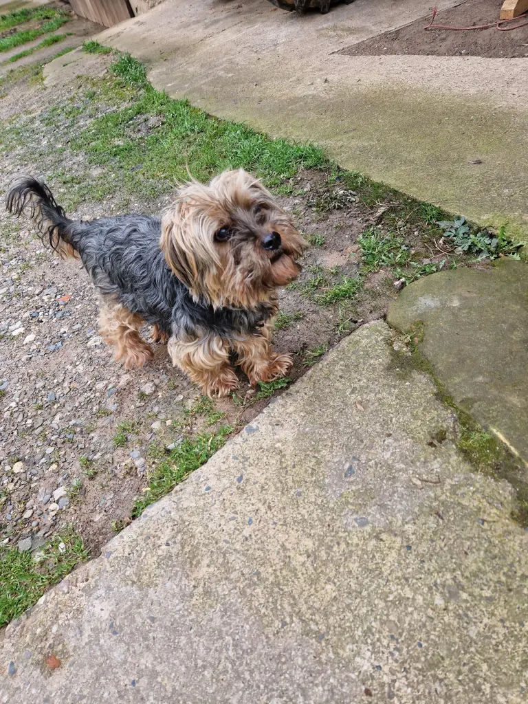 Andachtsbild von Oswald Simon