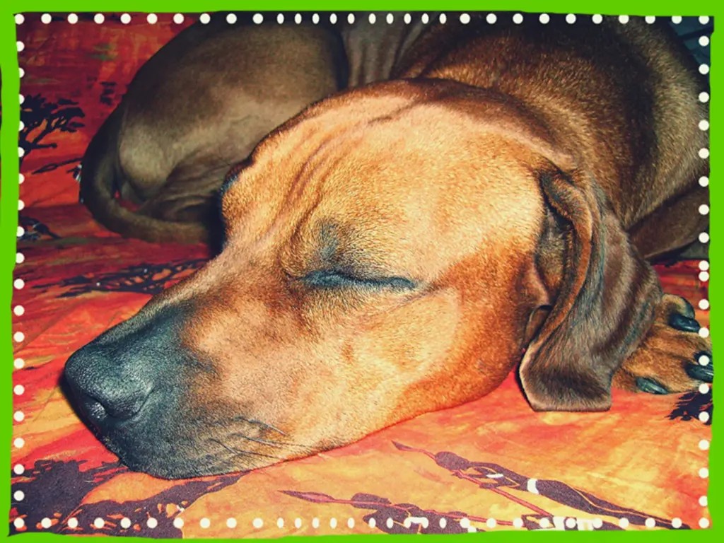 Condolence image of Britta