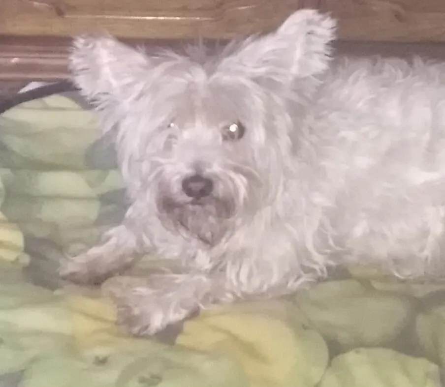Condolence image of Seelenhund Riki ♥️