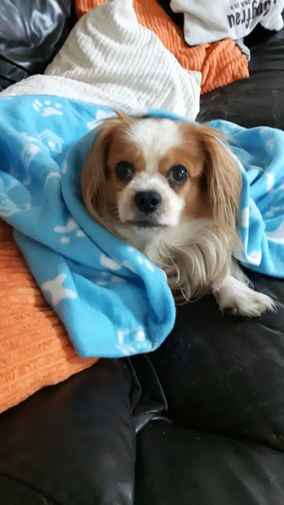 Image from Rocco