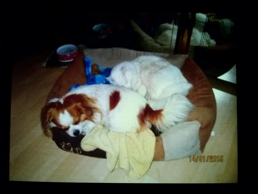 Image from Rocco