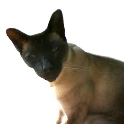 Image from Bijou