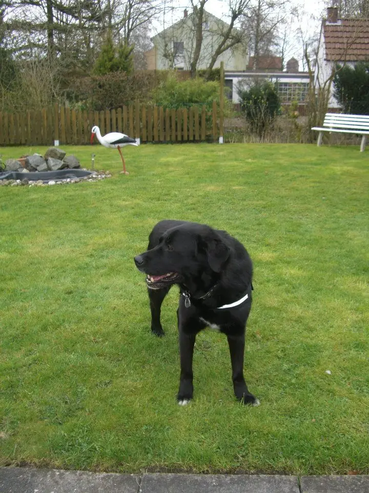 Andachtsbild von Andrea mit Apollo im Herzen