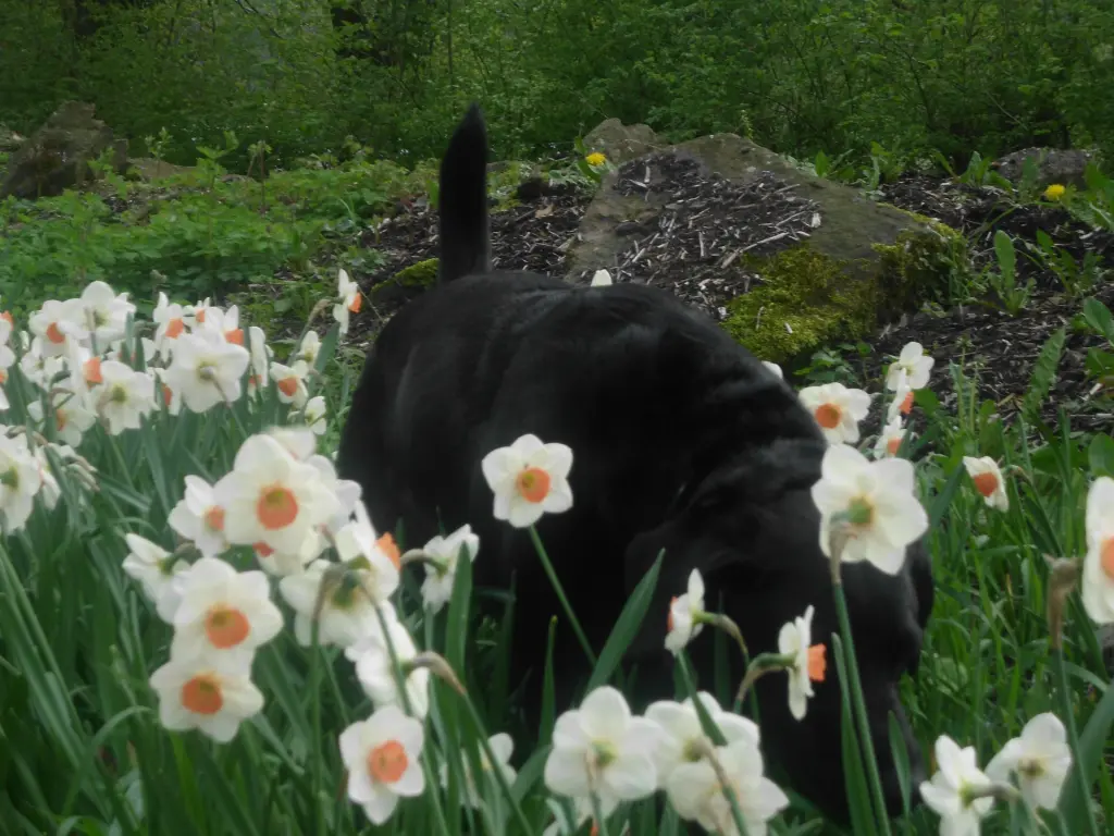 Andachtsbild von sigrid