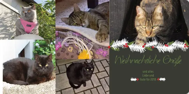 Condolence image of Carmen, Mario und Sternenbub Ravi
