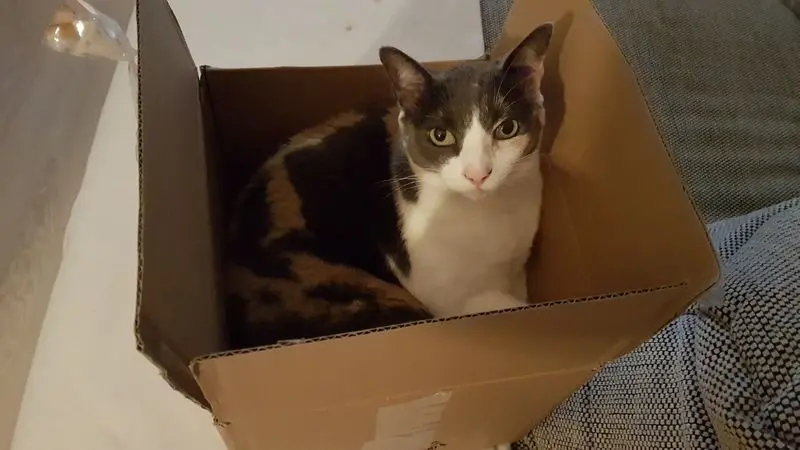 Image from Luna