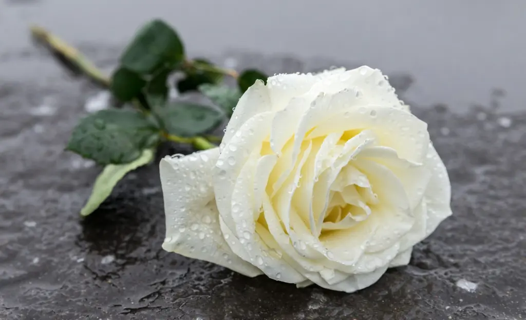 Condolence image of Denice