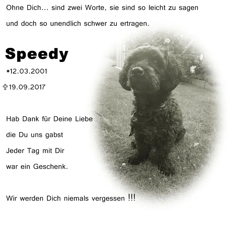 Image from Speedy