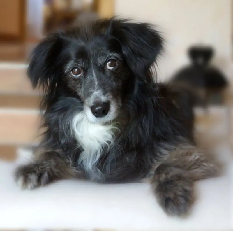 Condolence image of Dein Frauchen