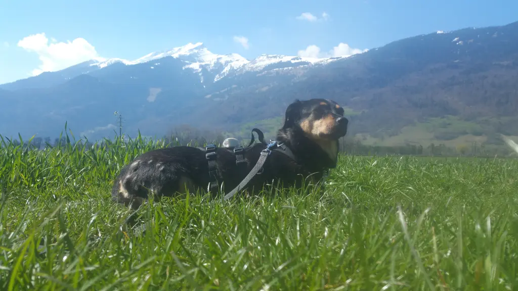 Condolence image of Konni mit Mayte tief im Herzen ❤️