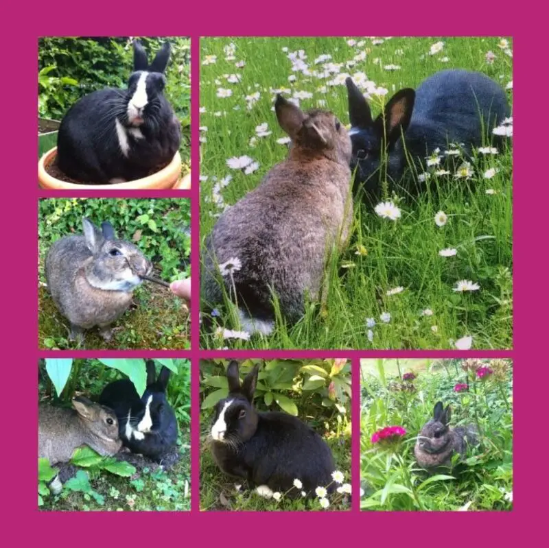 Condolence image of Rosen für Betty 