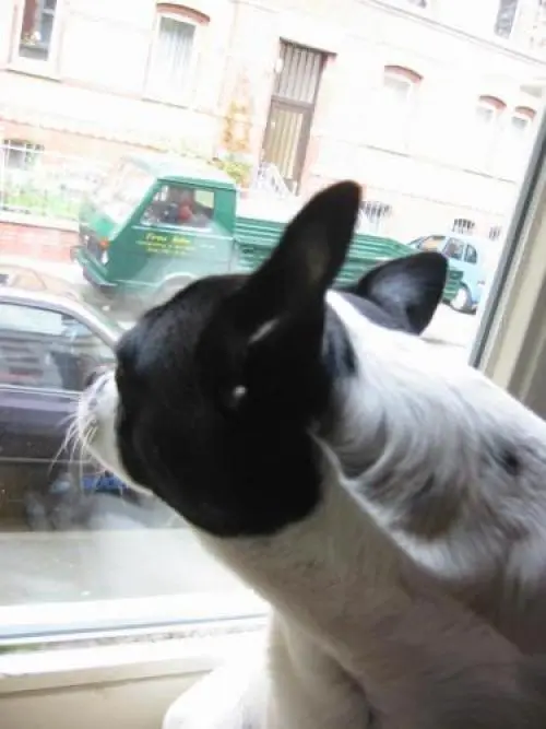 Image from Lucky