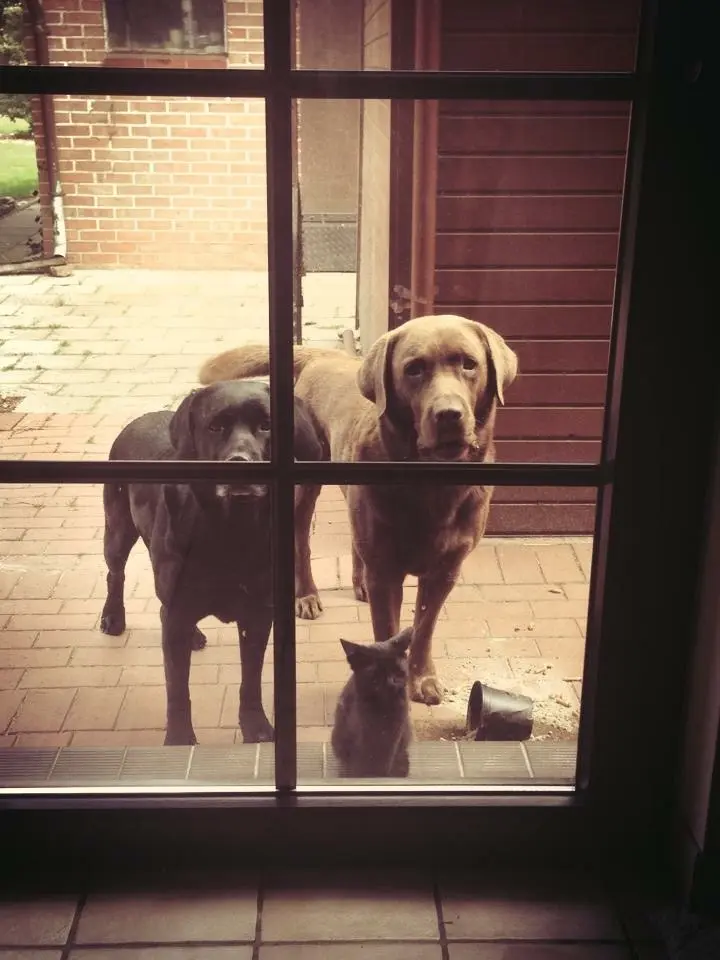 Andachtsbild von Jule