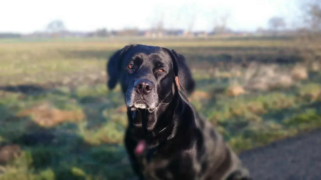 Andachtsbild von René