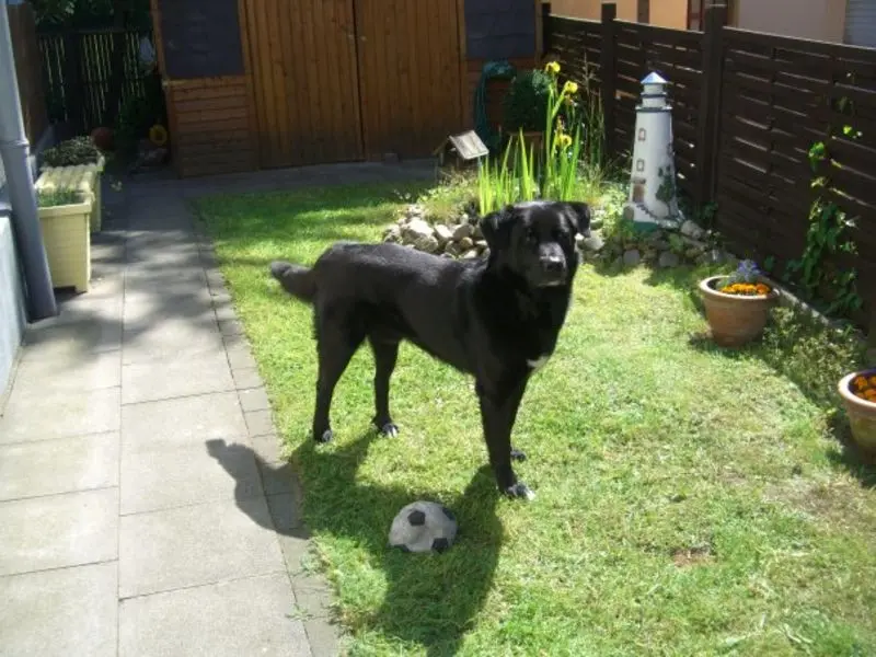 Andachtsbild von Andrea mit Apollo im Herzen