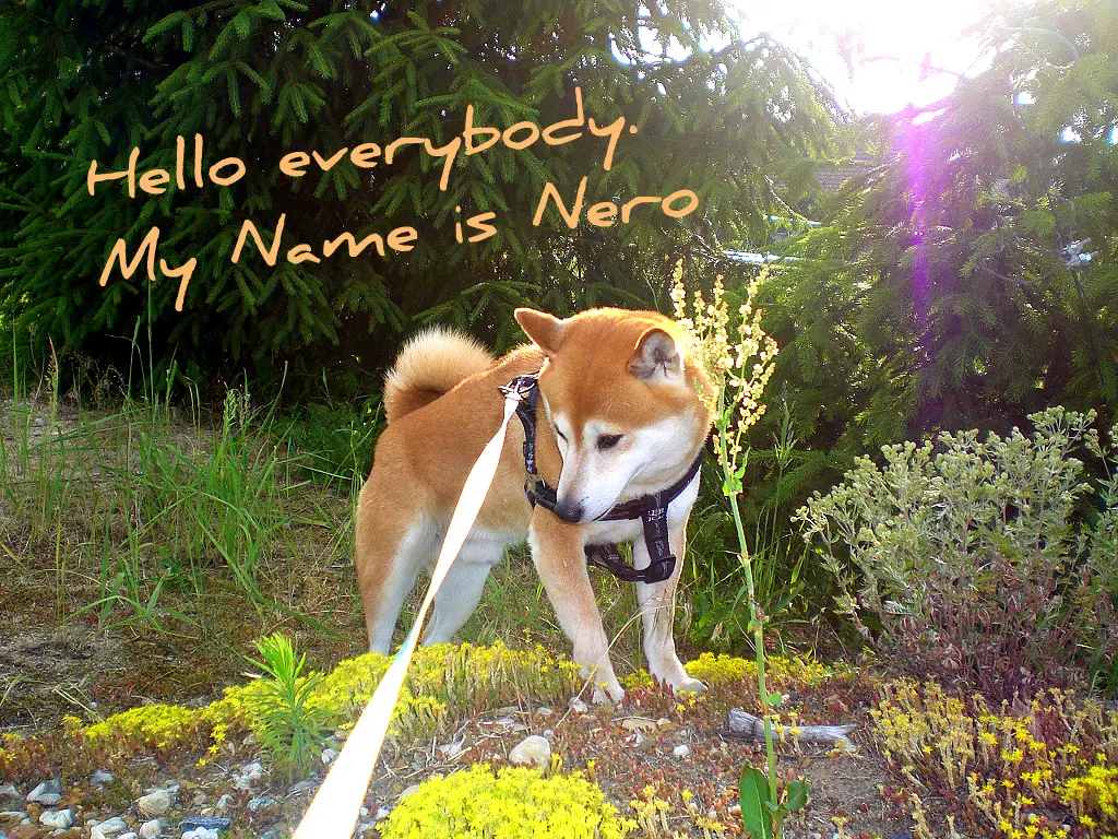 Andachtsbild von Anne mit Nero im Herzen