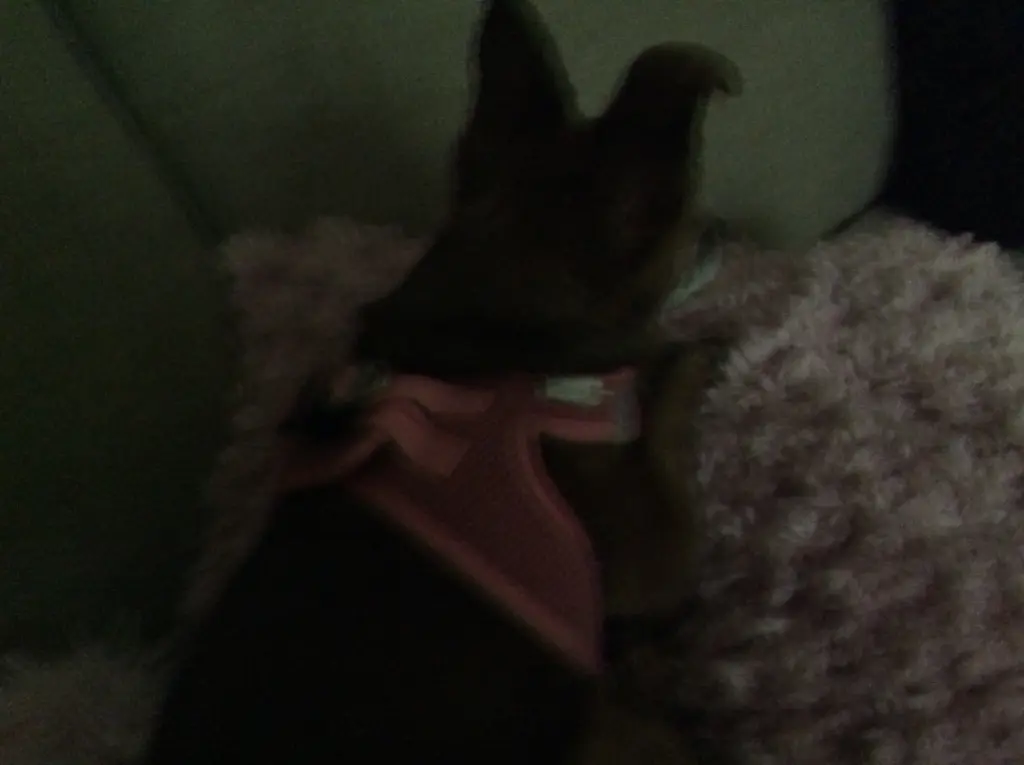 Condolence image of Heidi