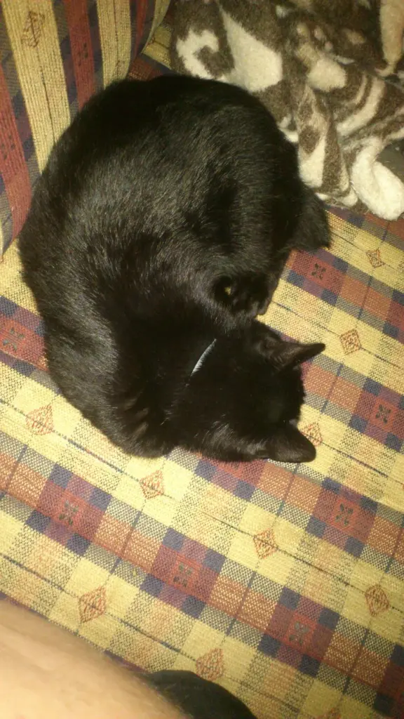Image from Blacky
