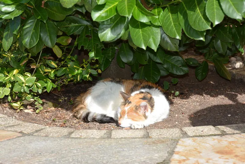 Condolence image of Sabine mit Mimmi im Herzen
