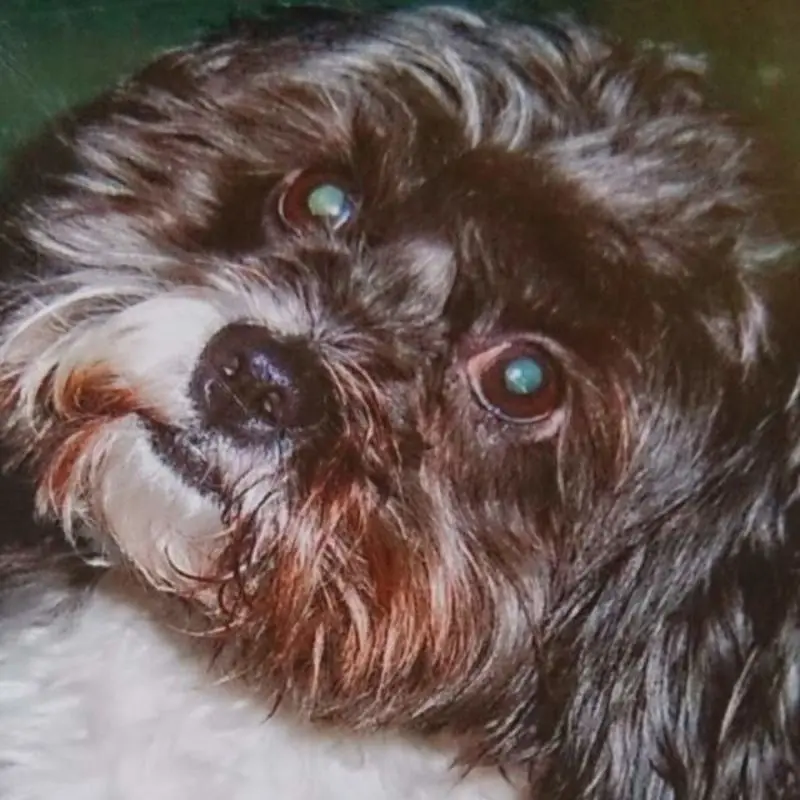 Condolence image of Sigrid mit Kira
