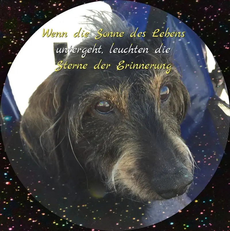Condolence image of Steffi mit Chico im Herzen