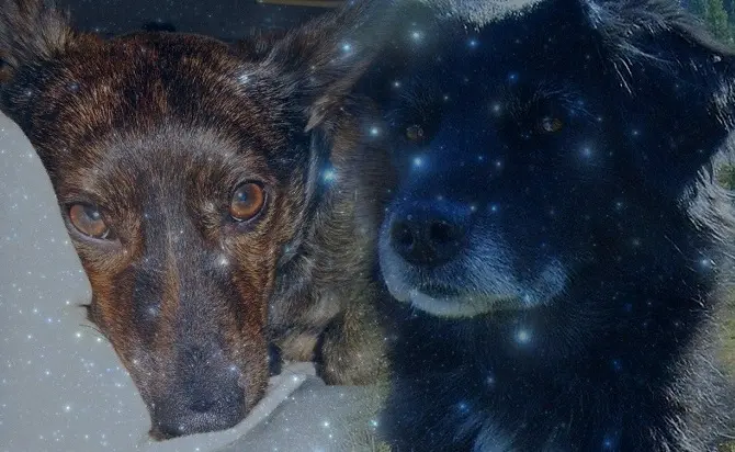 Condolence image of Mel mit Luni & Pepe tief im Herzen